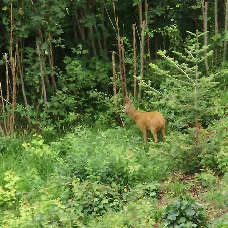 Apartma Mit Seeblick Apartamento Sankt Gilgen