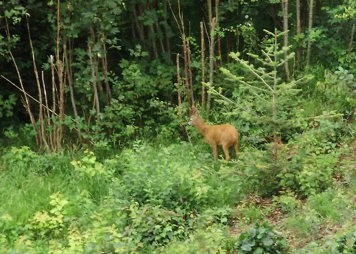 Apartma Mit Seeblick Apartamento Sankt Gilgen